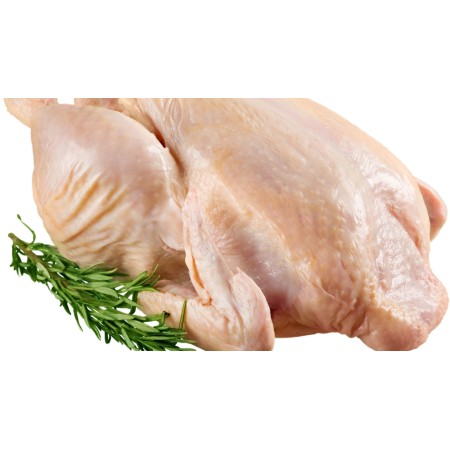 Pollo de raza Prat con pata azul