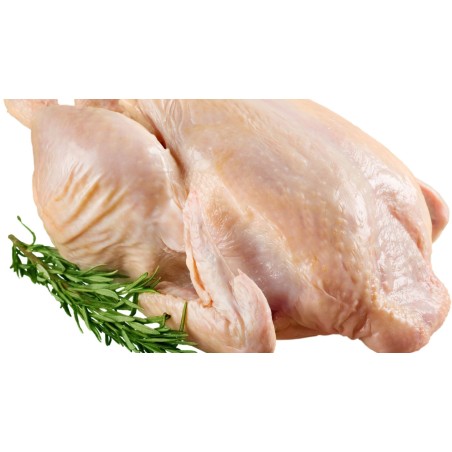 Pollo de raza Prat con pata azul