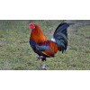 GALLO
