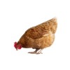 GALLINA CRÓNICA
