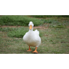 PATO MUDO